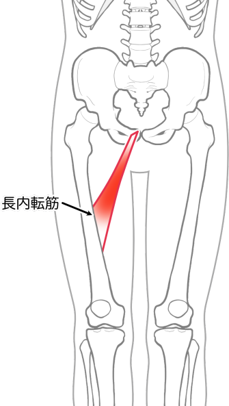 長内転筋