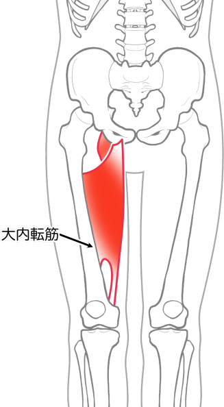 大内転筋